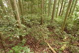 安芸 (仮)城平城の写真