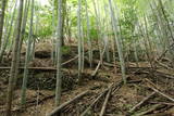 阿波 茨ヶ岡城の写真