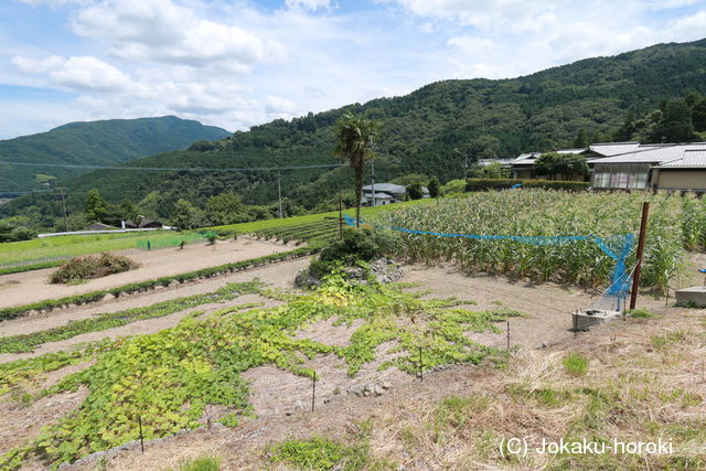 阿波 栗野屋敷の写真