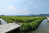 川崎城(大麻町)写真