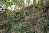 淡路 岩屋城(絵島ヶ丘城)の写真