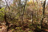 備中 加葉山城の写真