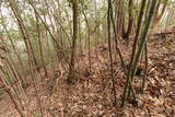 備中 鍛冶山城の写真