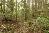 備中 越山城の写真