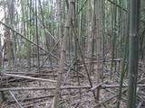 備中 小山城の写真