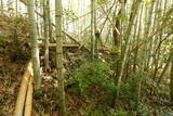 備中 神子山城の写真