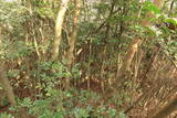 備中 中山城(矢掛町)の写真