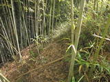 備中 正霊山城の写真