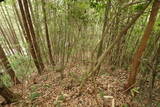 備中 諏訪山城(哲多町)の写真