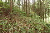 備中 諏訪山城(哲多町)の写真