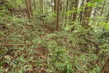 備中 諏訪山城(哲多町)の写真