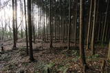 備後 比熊山城の写真