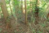 備後 堀井城の写真