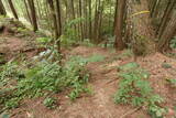 備後 今高野山城の写真