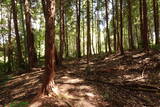 備後 門出山城(上徳良)の写真