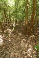 備後 (仮)稲生山城の写真