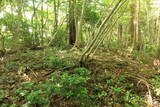 備後 丸原山城の写真
