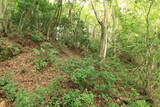 備後 丸原山城の写真