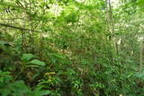 備後 三角山城の写真