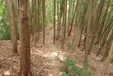 備後 龍王山城(西世羅町)の写真