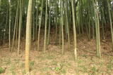 備後 新宮山城の写真