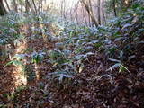 備後 菅土居城の写真