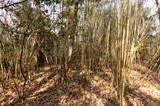 備後 茶臼山城(八幡町)の写真