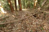 備後 茶臼山城(八幡町)の写真