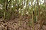 備後 高鉢山城の写真