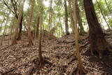備後 高鉢山城の写真