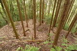 備後 高鉢山城の写真