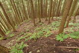 備後 高鉢山城の写真