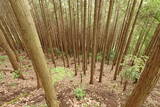 備後 高鉢山城の写真