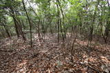 備前 西辛川城の写真