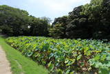 備前 岡山城の写真