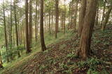 備前 勝山城の写真