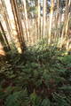備前 白石城の写真