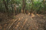 豊後 烏帽子岳城の写真