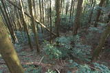 豊後 鹿鳴越城の写真