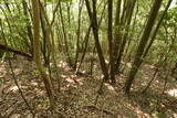 豊前 青山城B砦の写真