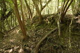 豊前 青山城C砦の写真