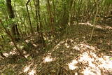 豊前 青山城D砦の写真