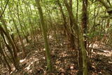 豊前 青山城E砦の写真