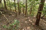 豊前 青山城F砦の写真