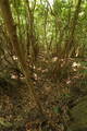 豊前 青山城の写真