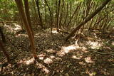 豊前 青山城の写真