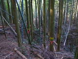 豊前 城平城の写真