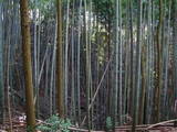 豊前 城平城の写真