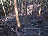 豊前 城平城の写真