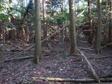 豊前 城平城の写真